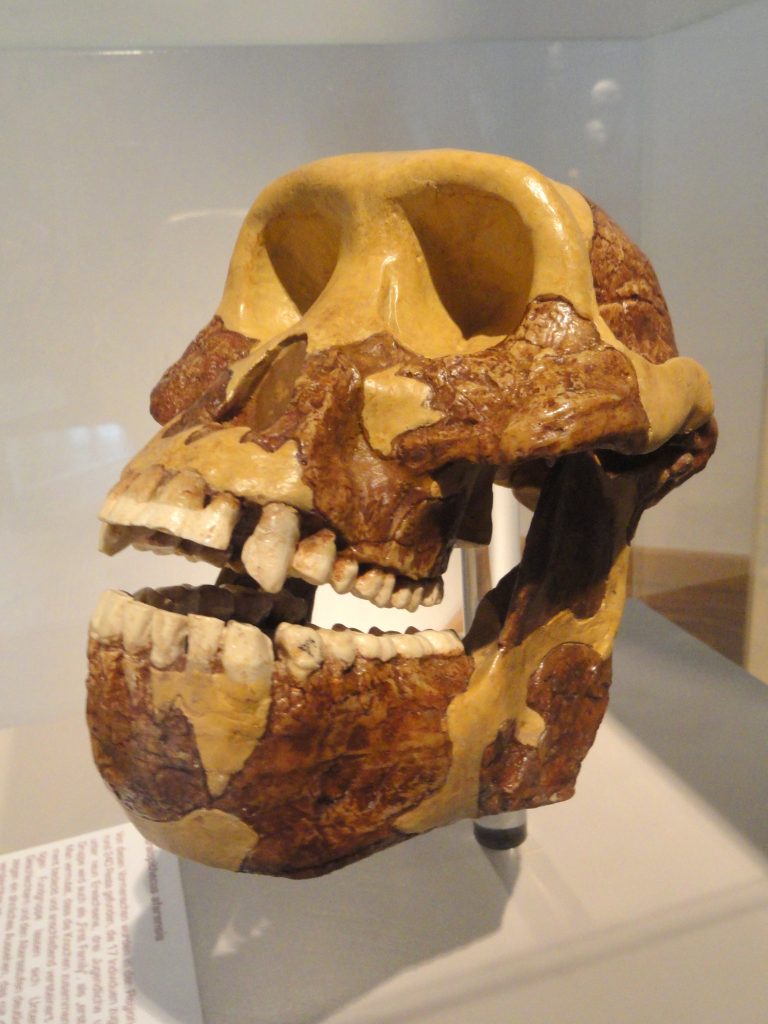 Built to Fail? How Evolution Wired the Human Brain’s Weak Spots Human skulls illustrating brain evolution