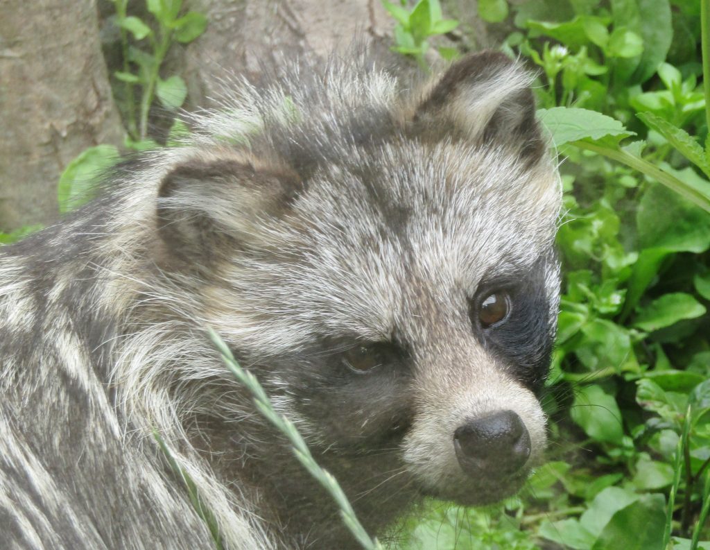 A Raccoon Attack, a Rabies Scare and a Bill Nobody Warned About Raccoon photographed in the wild